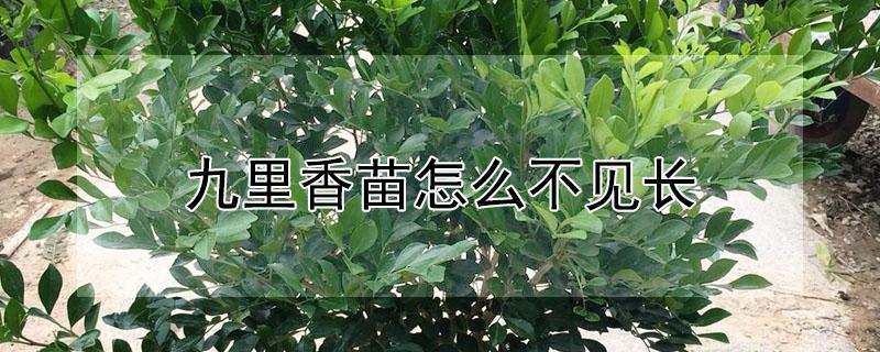 九里香苗怎么不见长（九里香小苗不长）