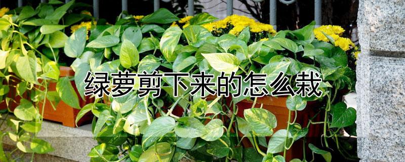 绿萝剪下来的怎么栽（绿萝剪下来直接就种土了行吗）