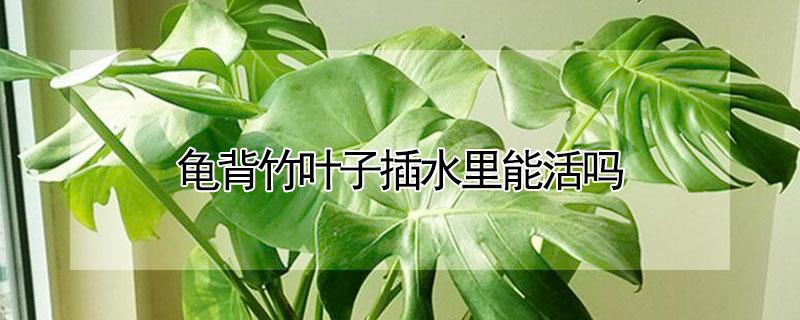 龟背竹叶子插水里能活吗 龟背竹叶子插水里能活吗图片