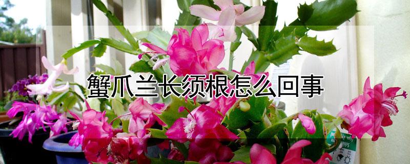 蟹爪兰长须根怎么回事（蟹爪兰长须根怎么回事啊）