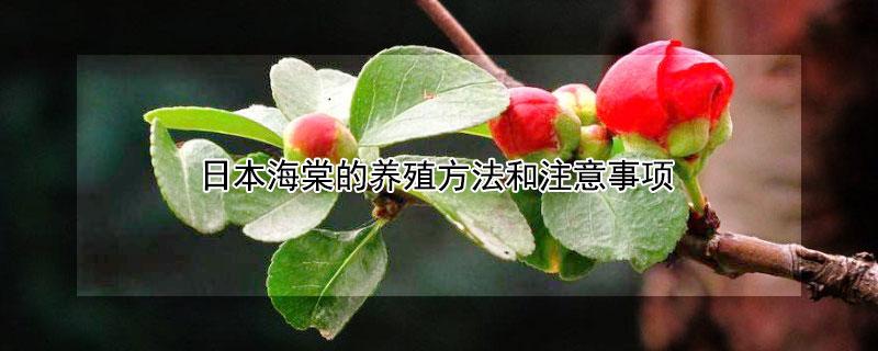 日本海棠的养殖方法和注意事项 日本海棠的养殖方法和注意事项有哪些