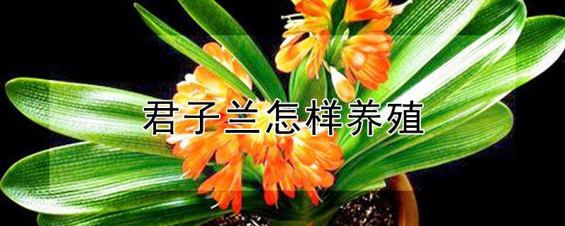 君子兰怎样养殖 君子兰怎样养殖和管理