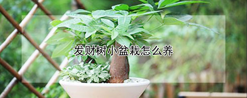 发财树小盆栽怎么养 发财树小盆栽怎么养才能更旺盛