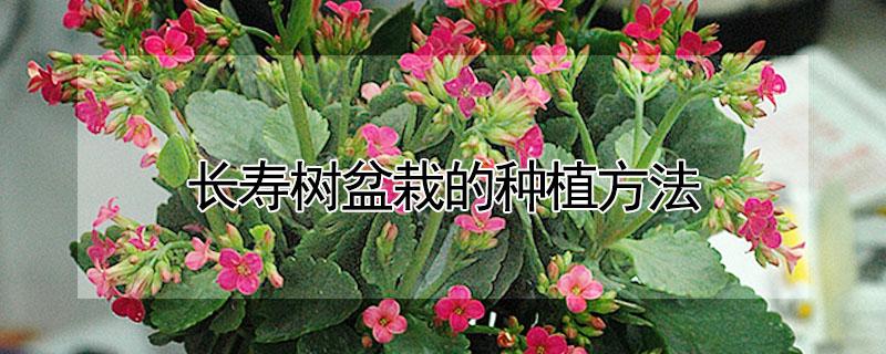 长寿树盆栽的种植方法（长寿树盆栽的种植方法和技术）