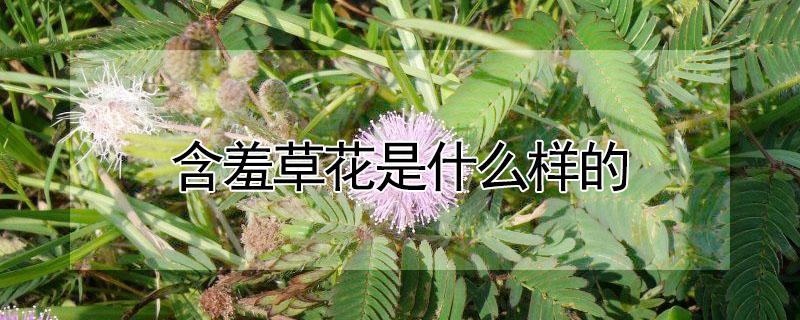 含羞草花是什么样的（含羞草花是什么样的图片）