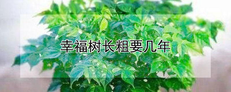 幸福树长粗要几年 幸福树怎么能长粗