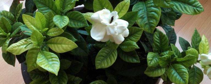 栀子花怎么移盆 栀子花怎么移盆换土