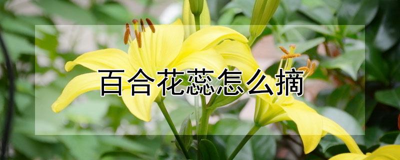 百合花蕊怎么摘 百合花蕊怎么摘下来
