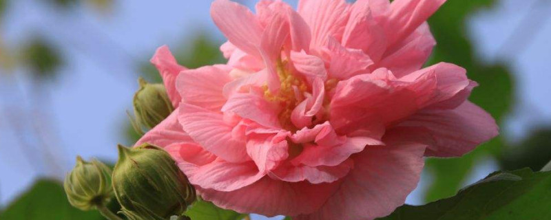 芙蓉花夏季能见阳光吗（胶原羹怎么吃）