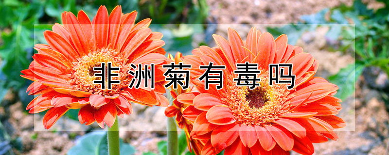 非洲菊有毒吗（非洲菊有毒吗?猫咪能吃吗）