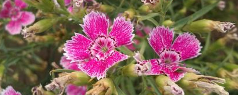 康乃馨的花粉会过敏吗（粉红花康乃馨）