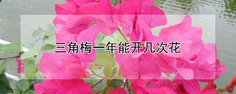 三角梅一年能开几次花 三角梅一年能开几次花期