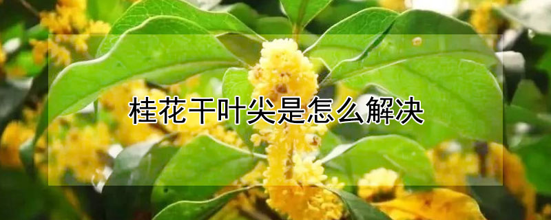 桂花干叶尖是怎么解决（桂花干叶尖是怎么回事）