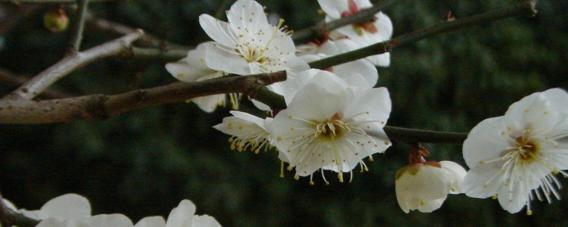 嫁接梅花用什么树（嫁接梅花用什么树比较好）