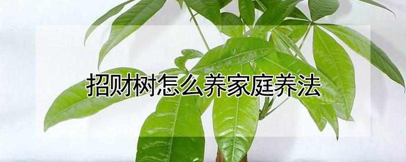 招财树怎么养家庭养法（招财树怎么养才好）