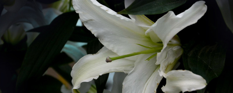 百合花长太高怎么办 百合花长太高怎么办呢