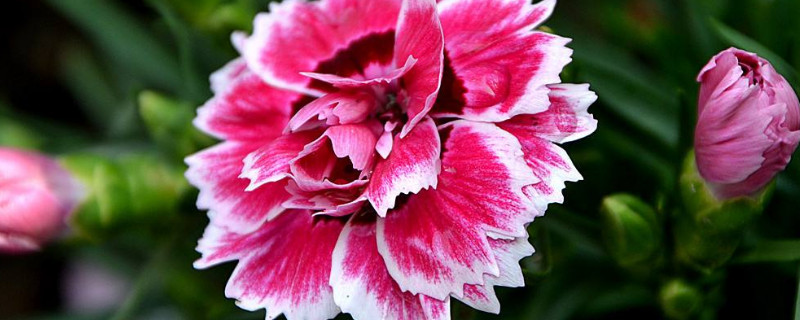 康乃馨是玫瑰花吗（康乃馨玫瑰代表什么意思）