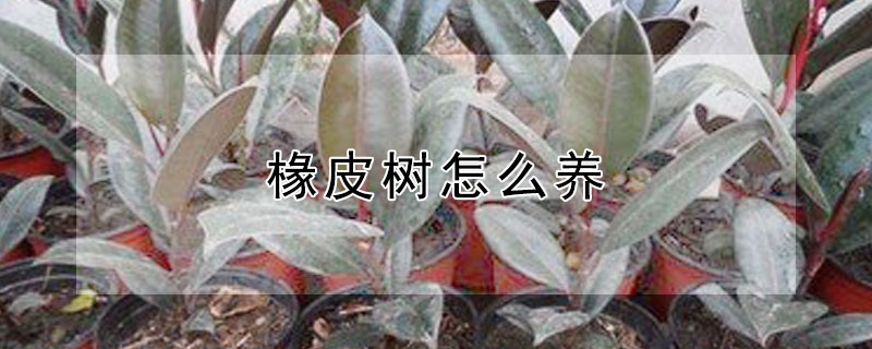 椽皮树怎么养（椽皮树怎么养护与管理）