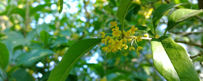 桂花春天开吗 桂花在哪个季节开