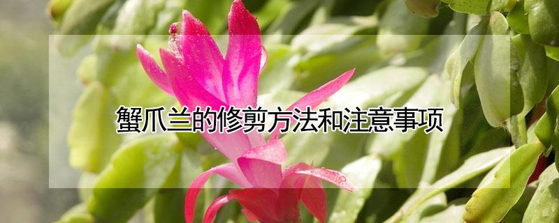 蟹爪兰的修剪方法和注意事项 蟹爪兰的修剪教学视频