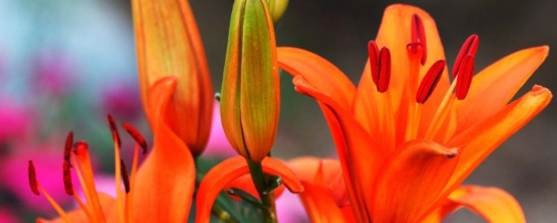 百合花如何留种球 百合花如何留种球种植