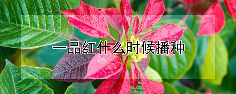 一品红什么时候播种（一品红什么时候开花）
