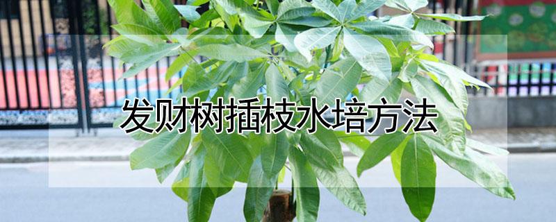 发财树插枝水培方法（发财树插枝水培方法图解）