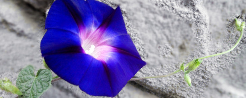 牵牛花秋季能不能扦插活 牵牛花秋季能不能扦插活了