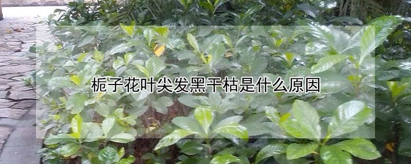 栀子花叶尖发黑干枯是什么原因（栀子花叶尖发黑干枯是什么原因呢）