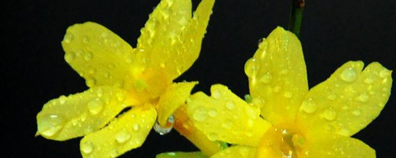 迎春花的养殖方法和注意事项 盆栽迎春花的养殖方法和注意事项