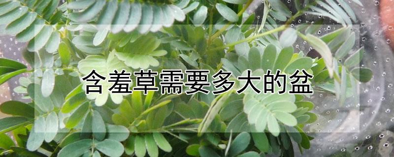 含羞草需要多大的盆 含羞草需要多大的盆养