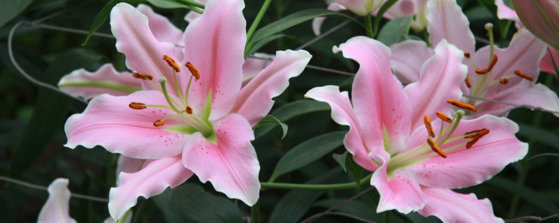 如何让百合分叉多开花 百合花怎样才能分叉多