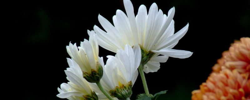 菊花冬天能栽活吗 菊花冬天能栽活吗