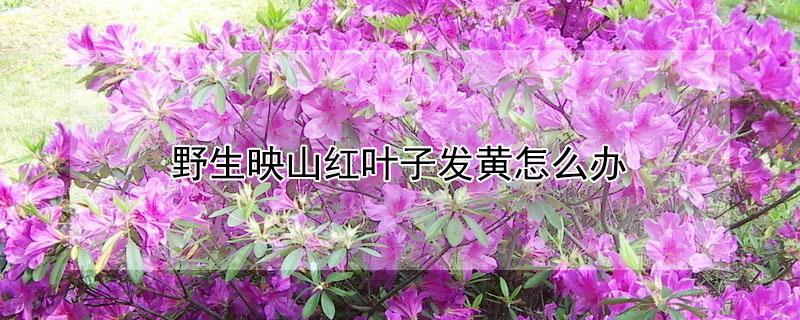 野生映山红叶子发黄怎么办 野生映山红叶子掉光了怎么办