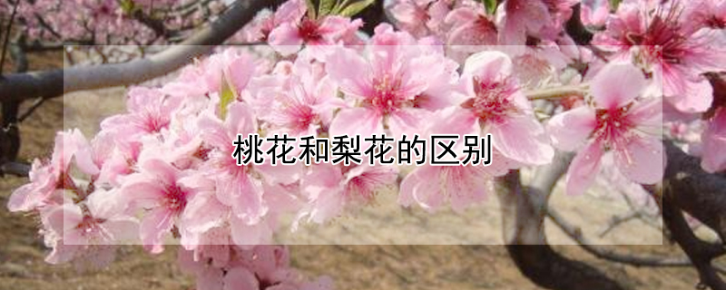 桃花和梨花的区别（桃花和梨花的区别是什么）