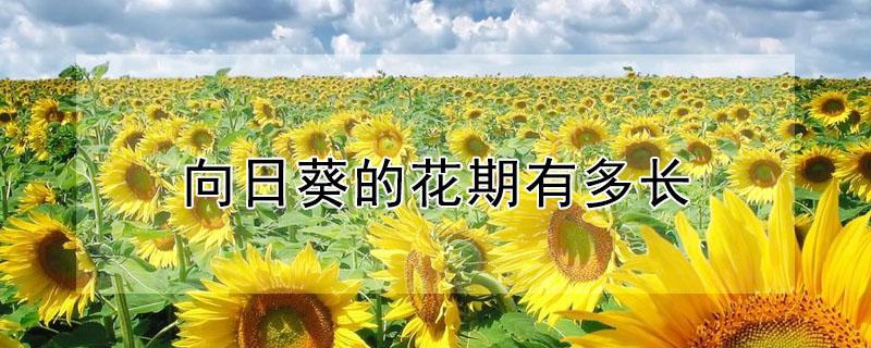 向日葵的花期有多长 向日葵的花期有多久?