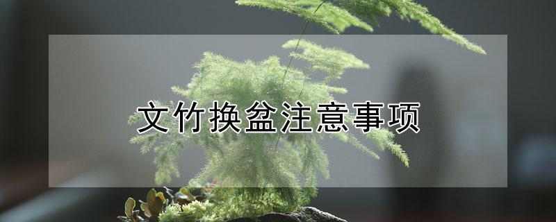 文竹换盆注意事项 文竹换盆注意事项有哪些