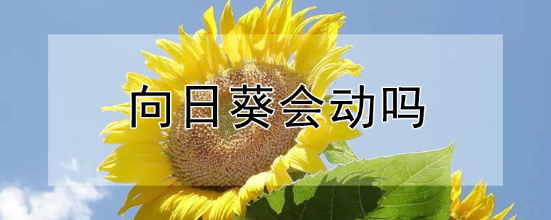 向日葵会动吗 向日葵会猛甩头吗