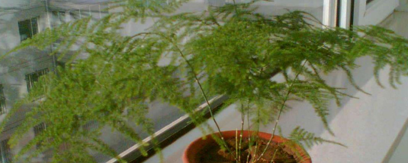 文竹新芽要掐顶吗（文竹新芽要掐顶吗怎么养）