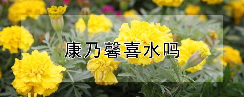 康乃馨喜水吗 康乃馨喜欢水分还是阳光