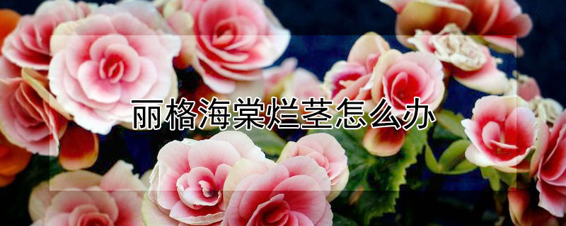 丽格海棠烂茎怎么办（丽格海棠烂茎怎么回事）