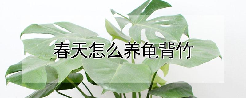 春天怎么养龟背竹 春天怎么养龟背竹好