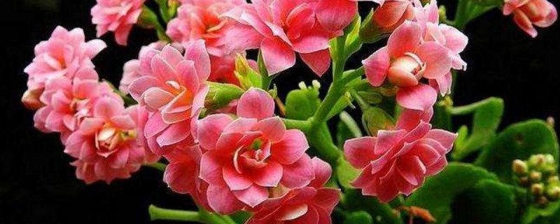 长寿花怎么摘心（长寿花怎么摘心会开花）
