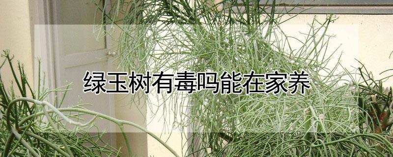 绿玉树有毒吗能在家养 绿玉树可以食用吗