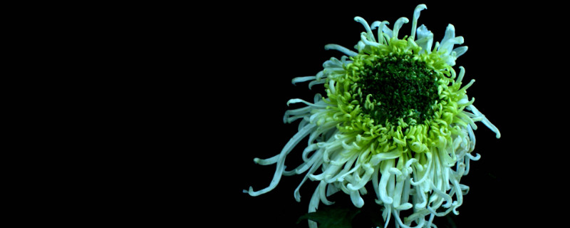 菊花叶片上的斑点是啥 菊花叶子斑点