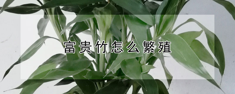 富贵竹怎么繁殖（富贵竹怎么繁殖扦插）