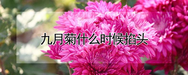 九月菊什么时候掐头（九月菊什么时候剪枝）