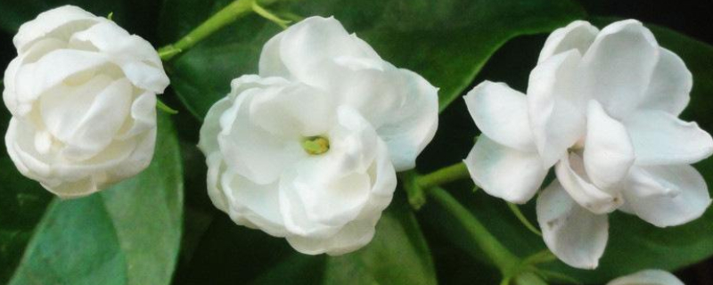 家里为什么不能种茉莉（家里为什么不能种茉莉花）
