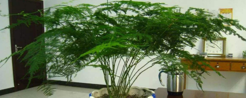 文竹的养殖方法和修剪 文竹的养殖方法和修剪视频