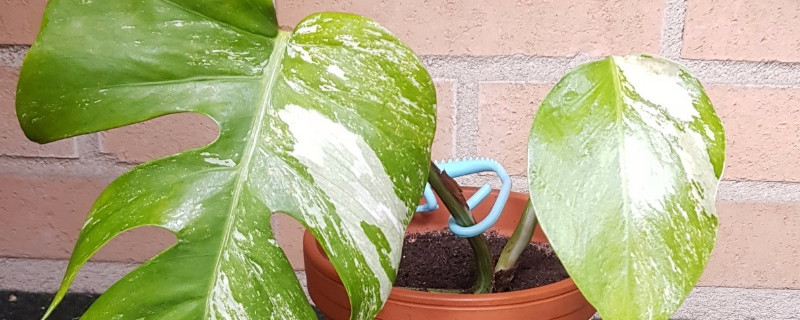 龟背竹茎发黑是烂根吗（龟背竹茎发黑是烂根吗图片）